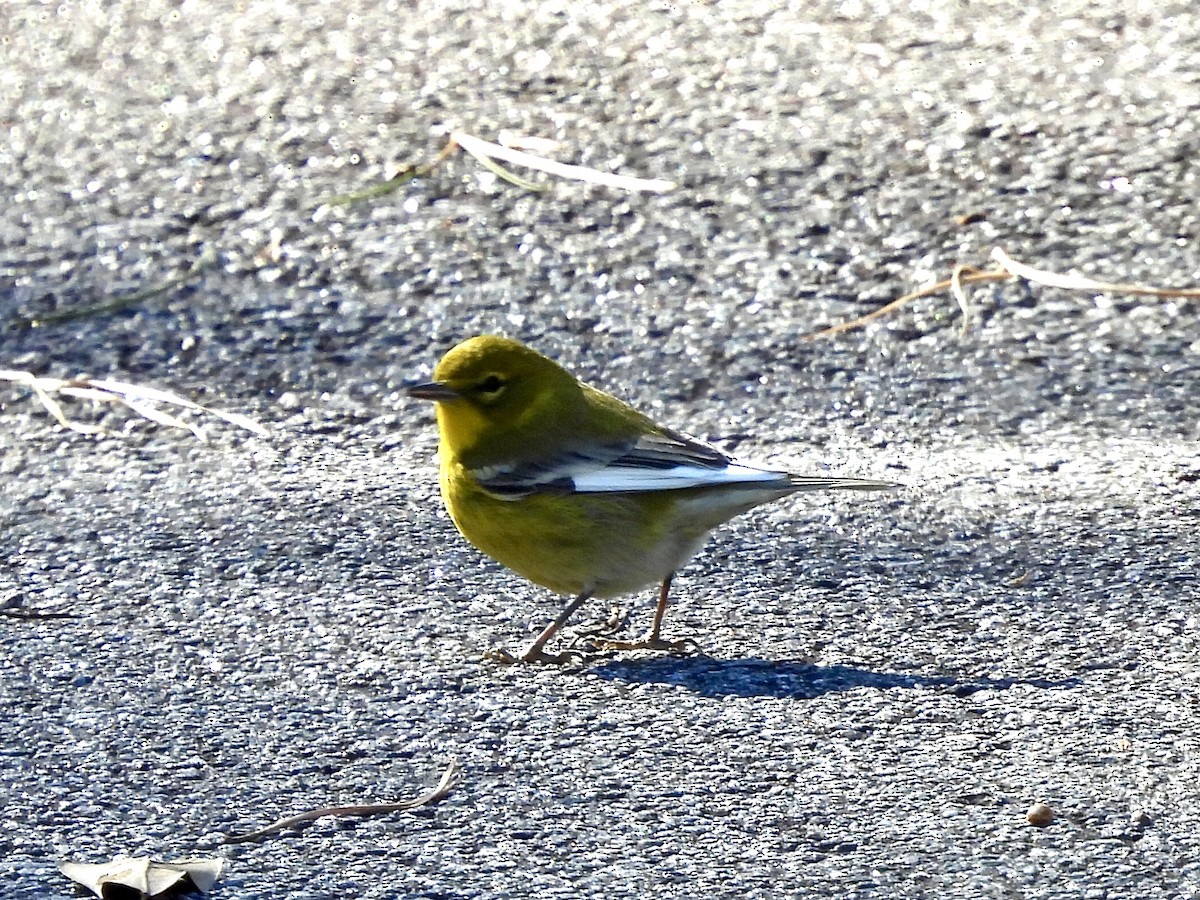 Pine Warbler - ML518244351