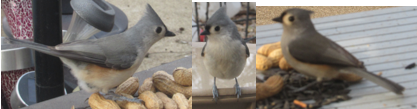 Tufted Titmouse - ML51824471