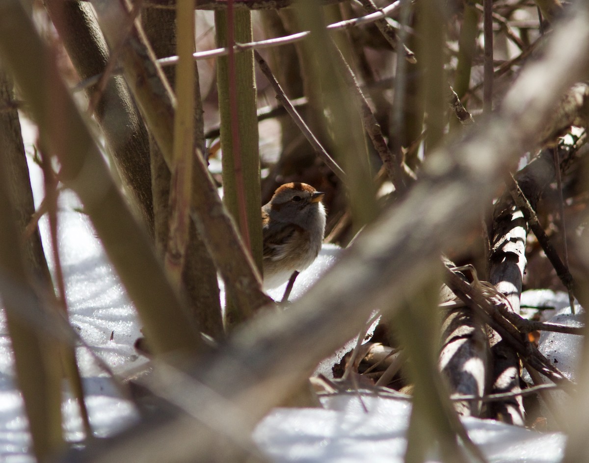 American Tree Sparrow - ML51824511