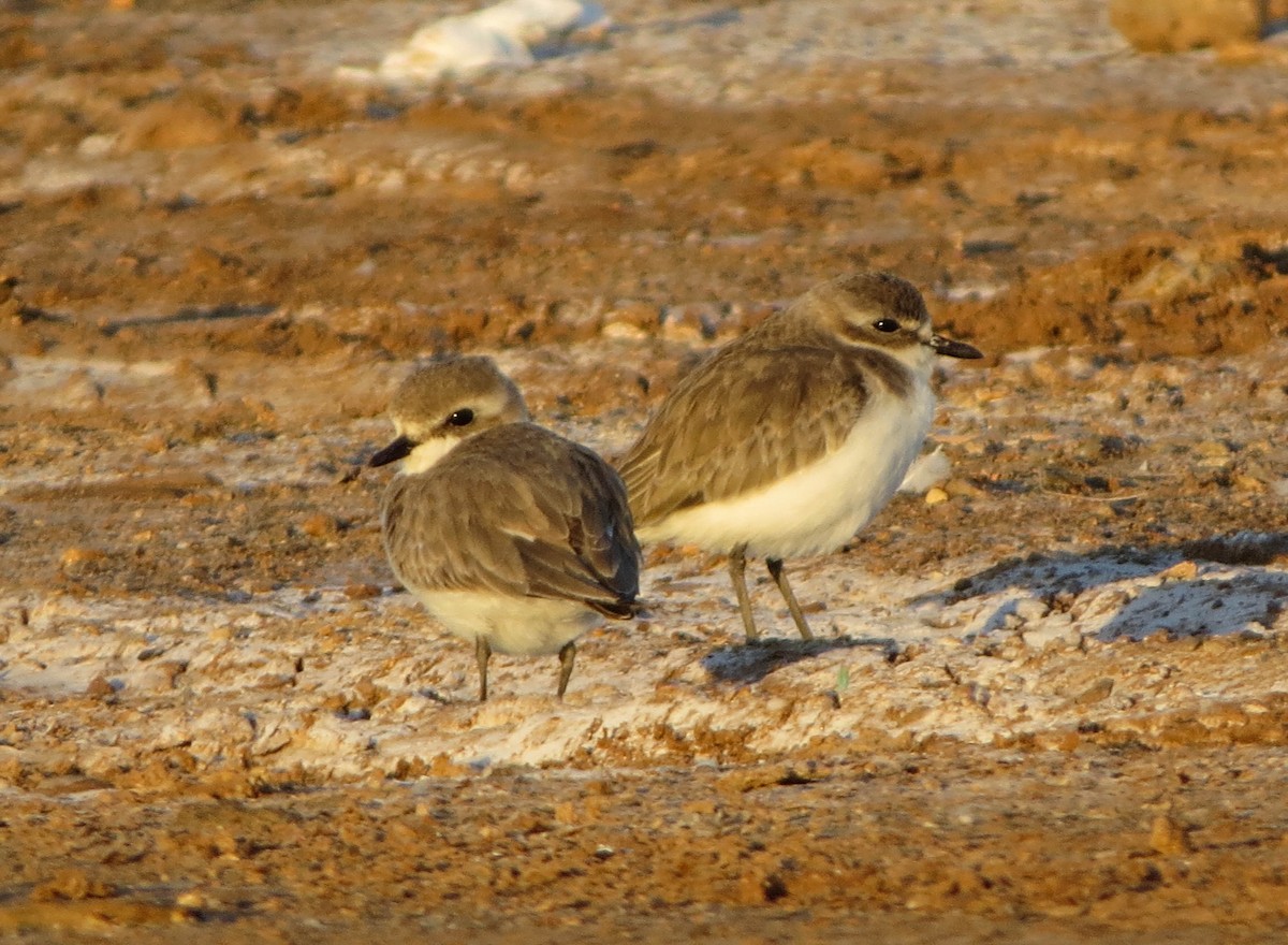 Tibetan Sand-Plover - Nayib Hamdoun