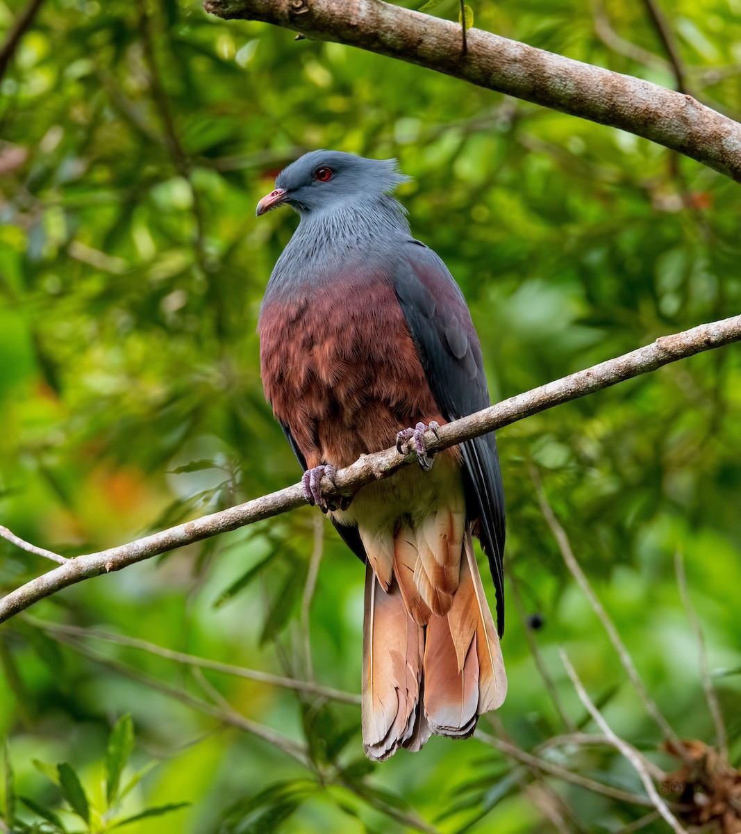 New Caledonian Imperial-Pigeon - ML518247061