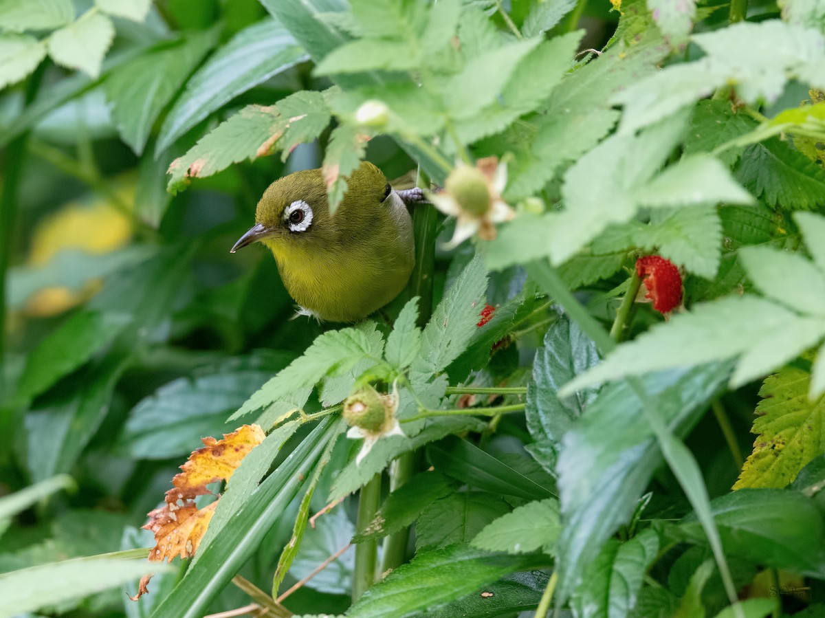 Green-backed White-eye - ML518247241