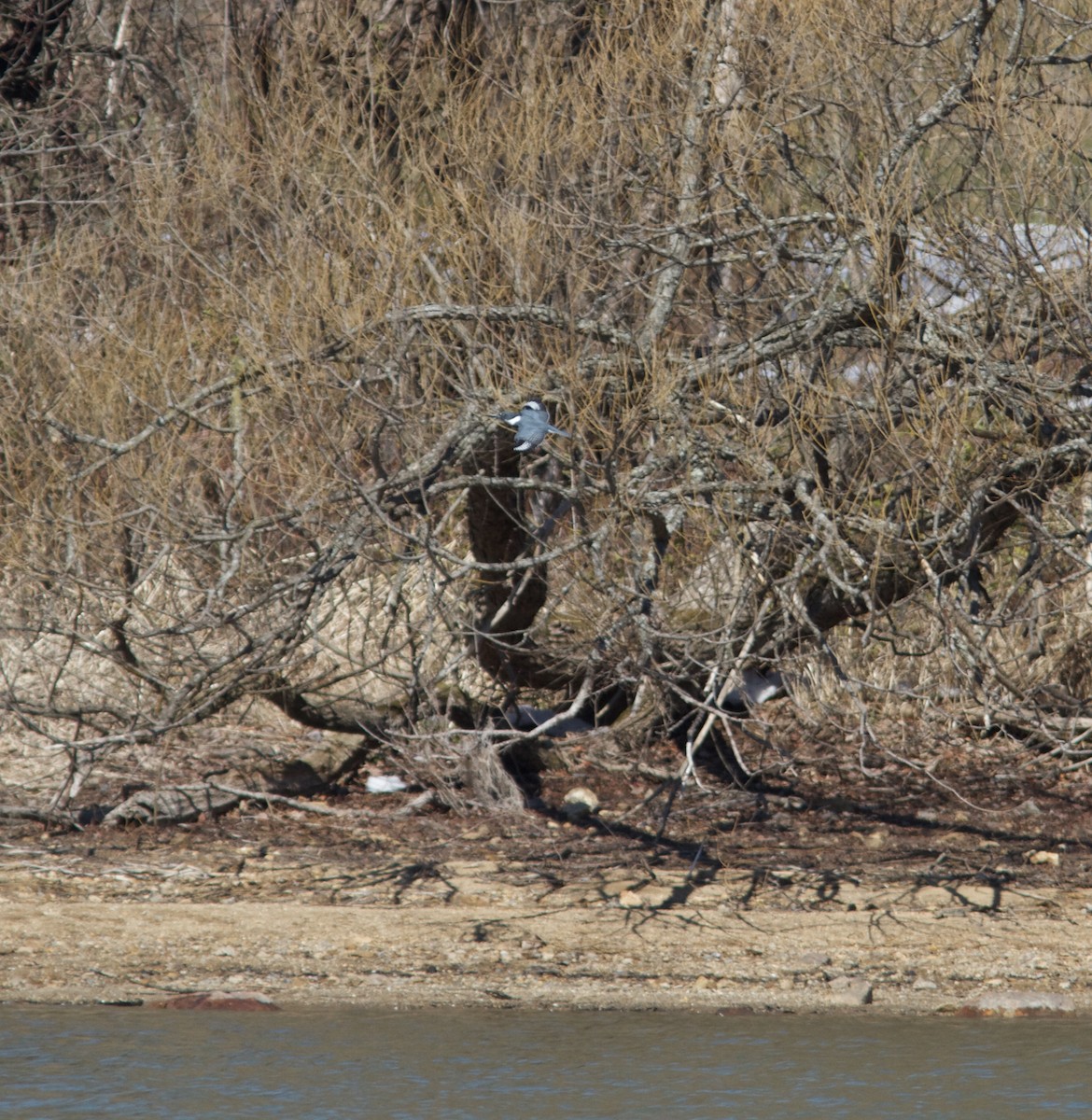 Belted Kingfisher - ML51825131