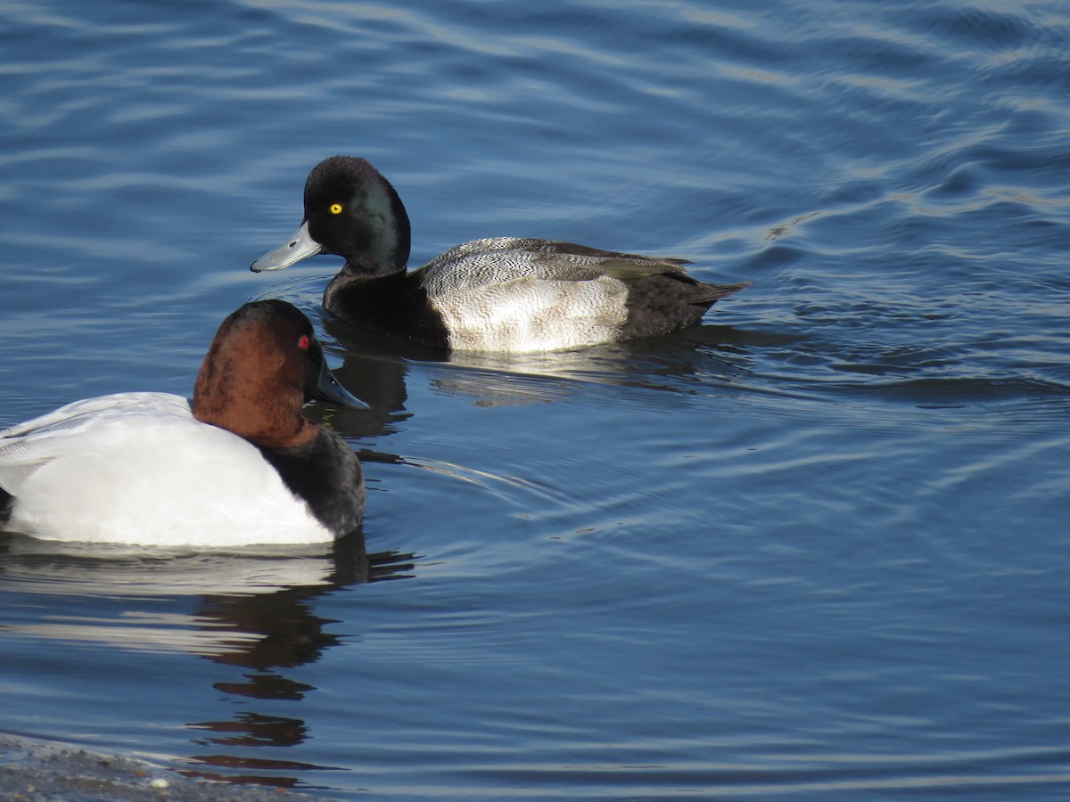 Lesser Scaup - ML518251341