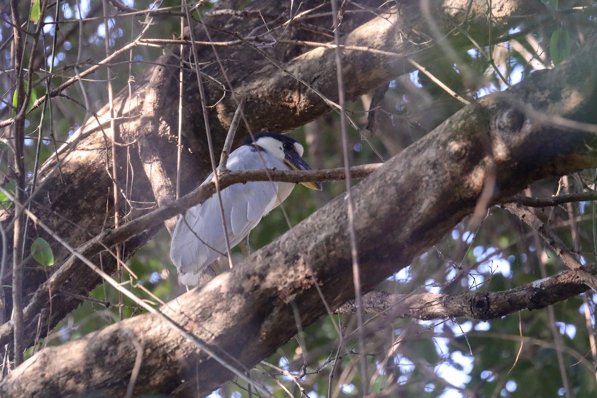 Boat-billed Heron - Thomas Galewski