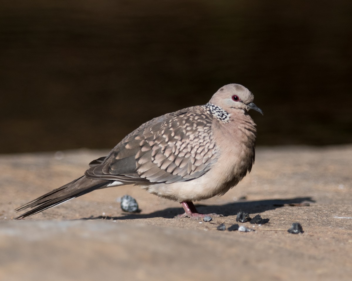 Spotted Dove - ML518254051