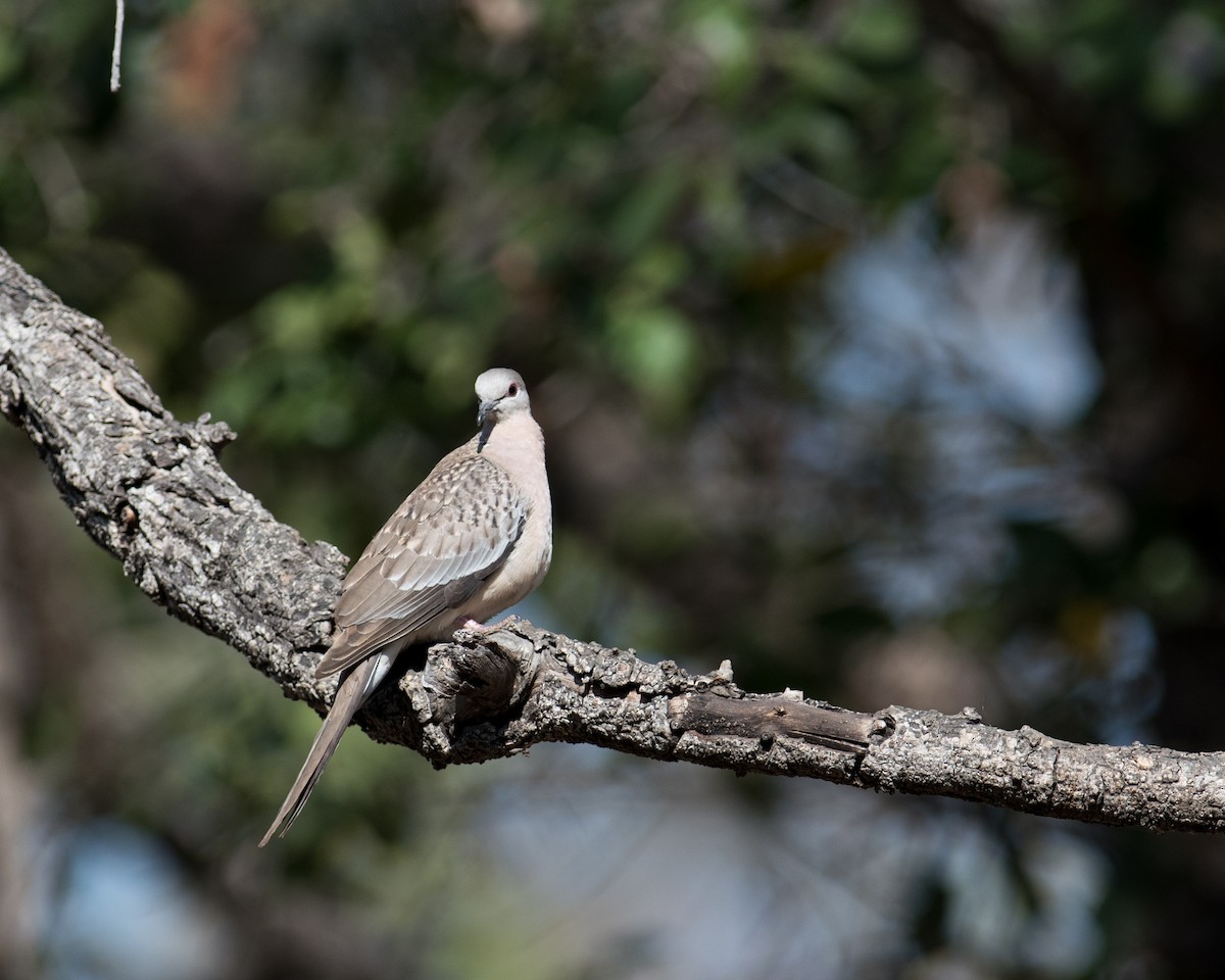 Spotted Dove - ML518254061
