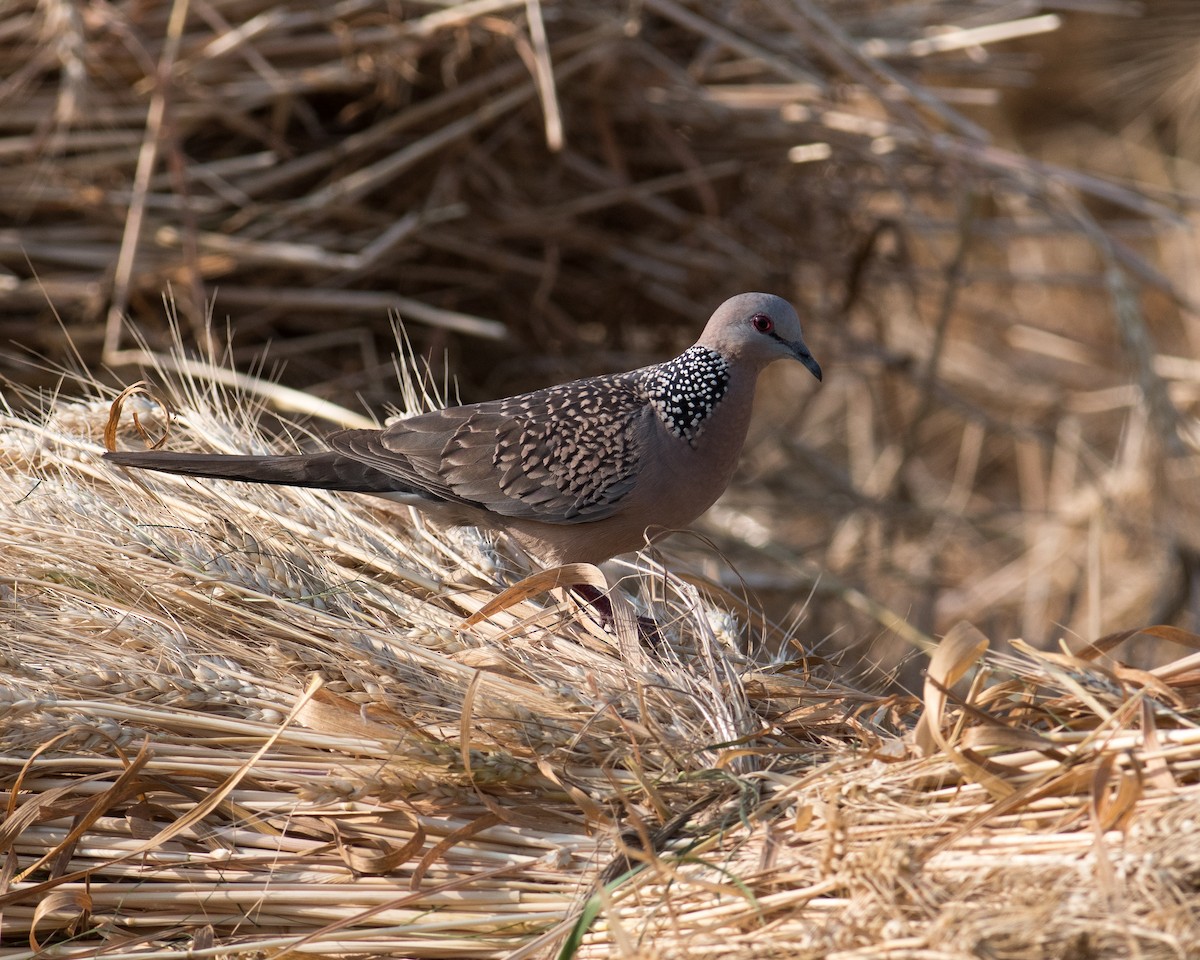 Spotted Dove - ML518254071