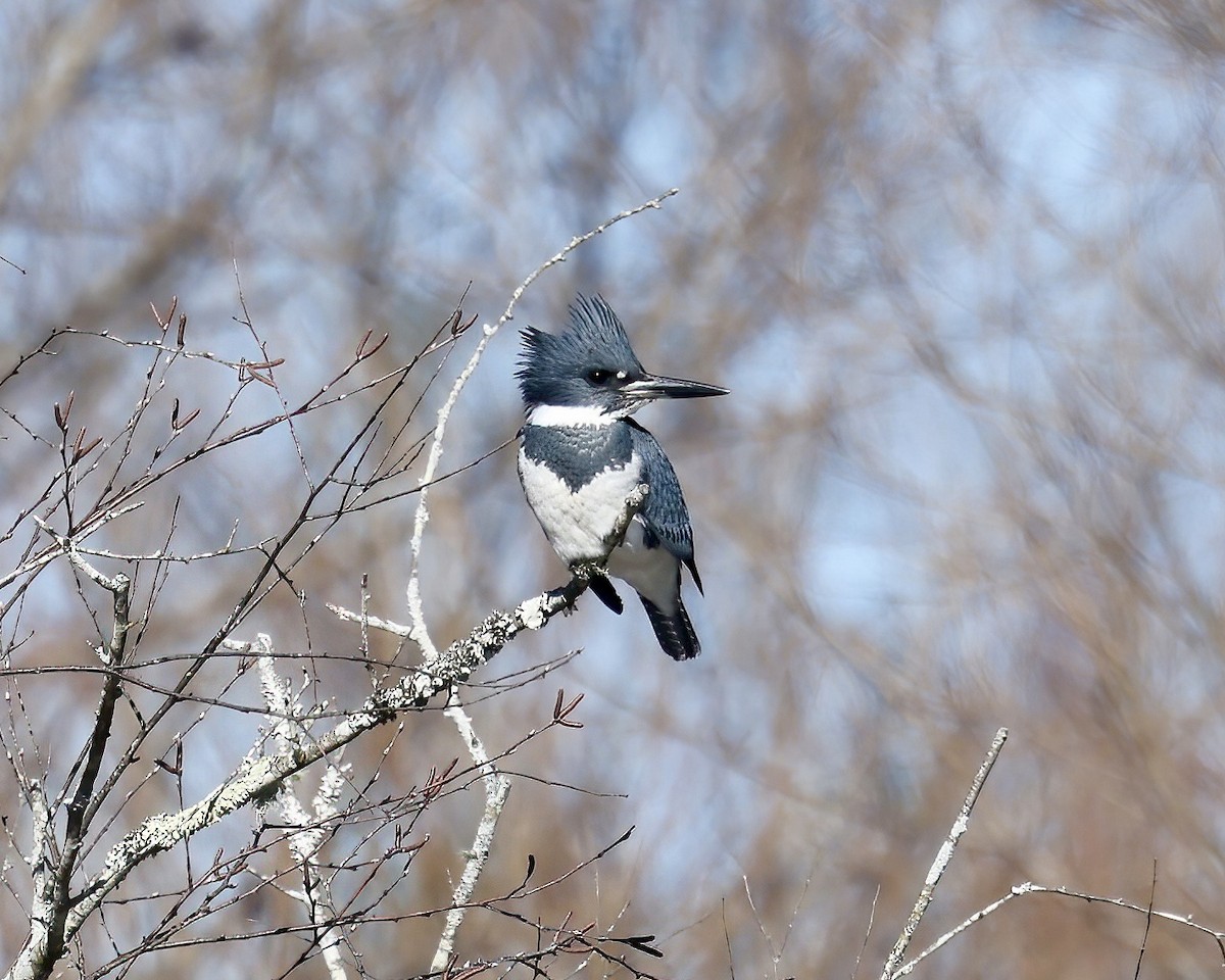 Belted Kingfisher - Debbie Kosater