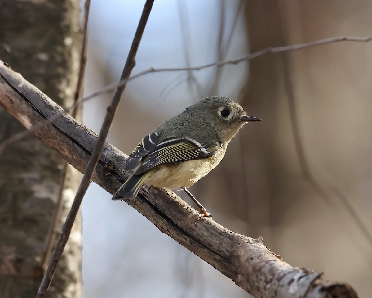 Ruby-crowned Kinglet - ML518255171