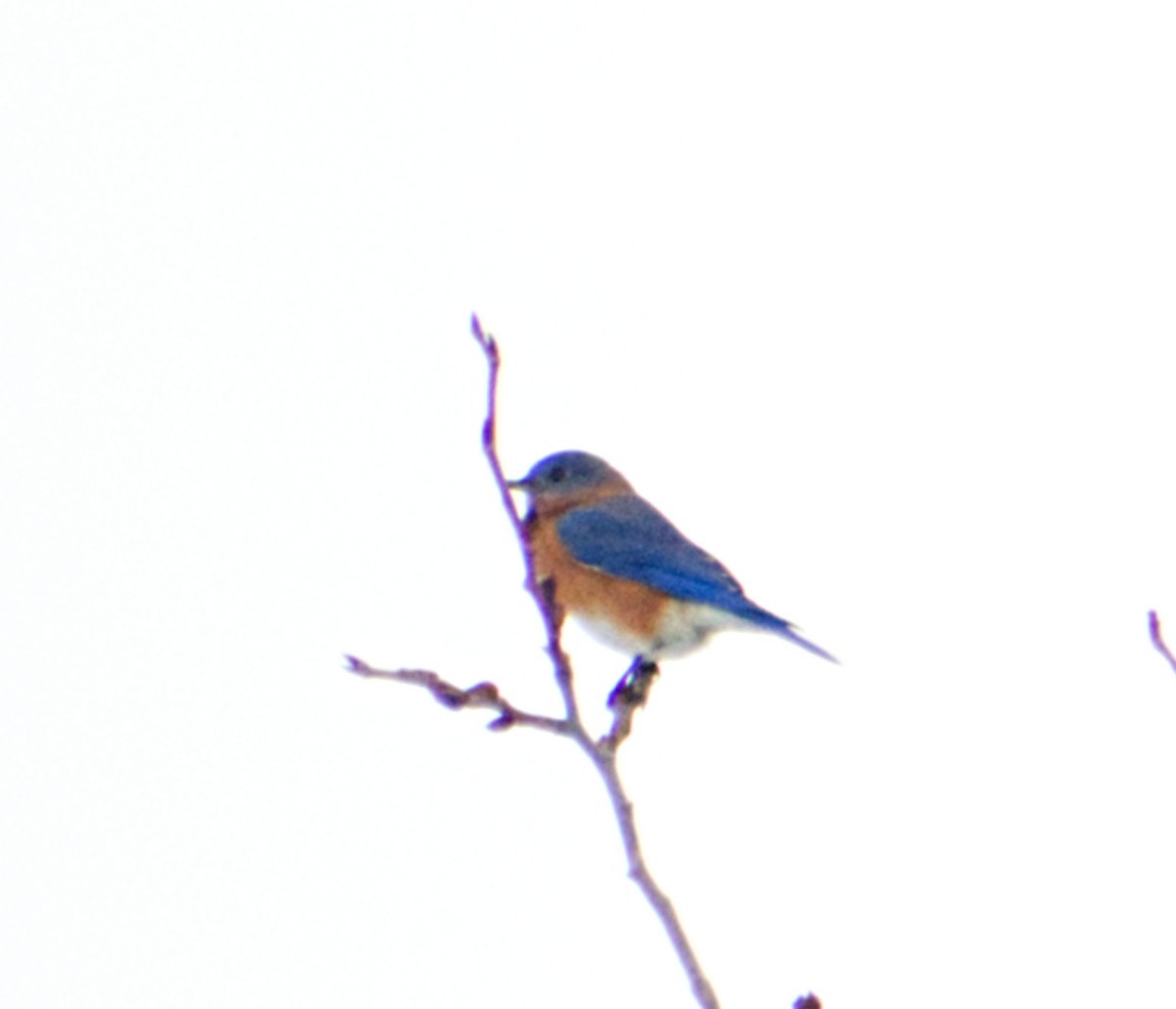 Eastern Bluebird - ML518255371