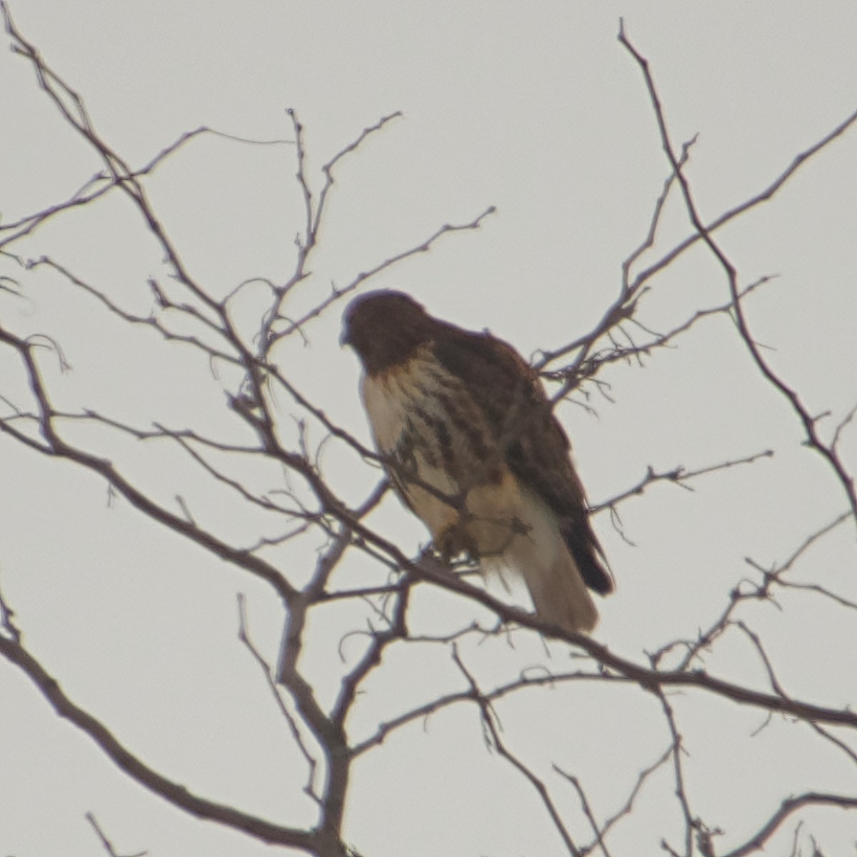 Red-tailed Hawk - ML518255811