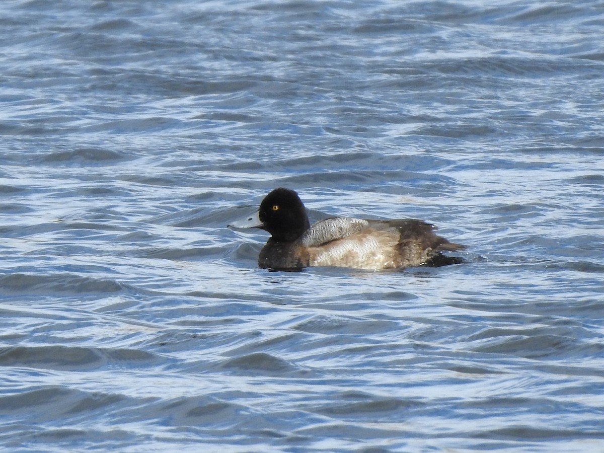 Lesser Scaup - ML518255841