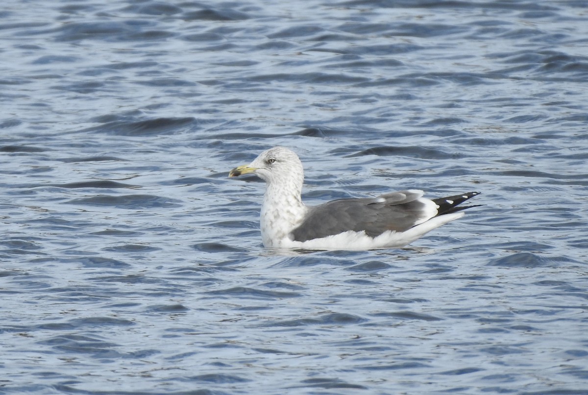 Lesser Black-backed Gull - ML518256131