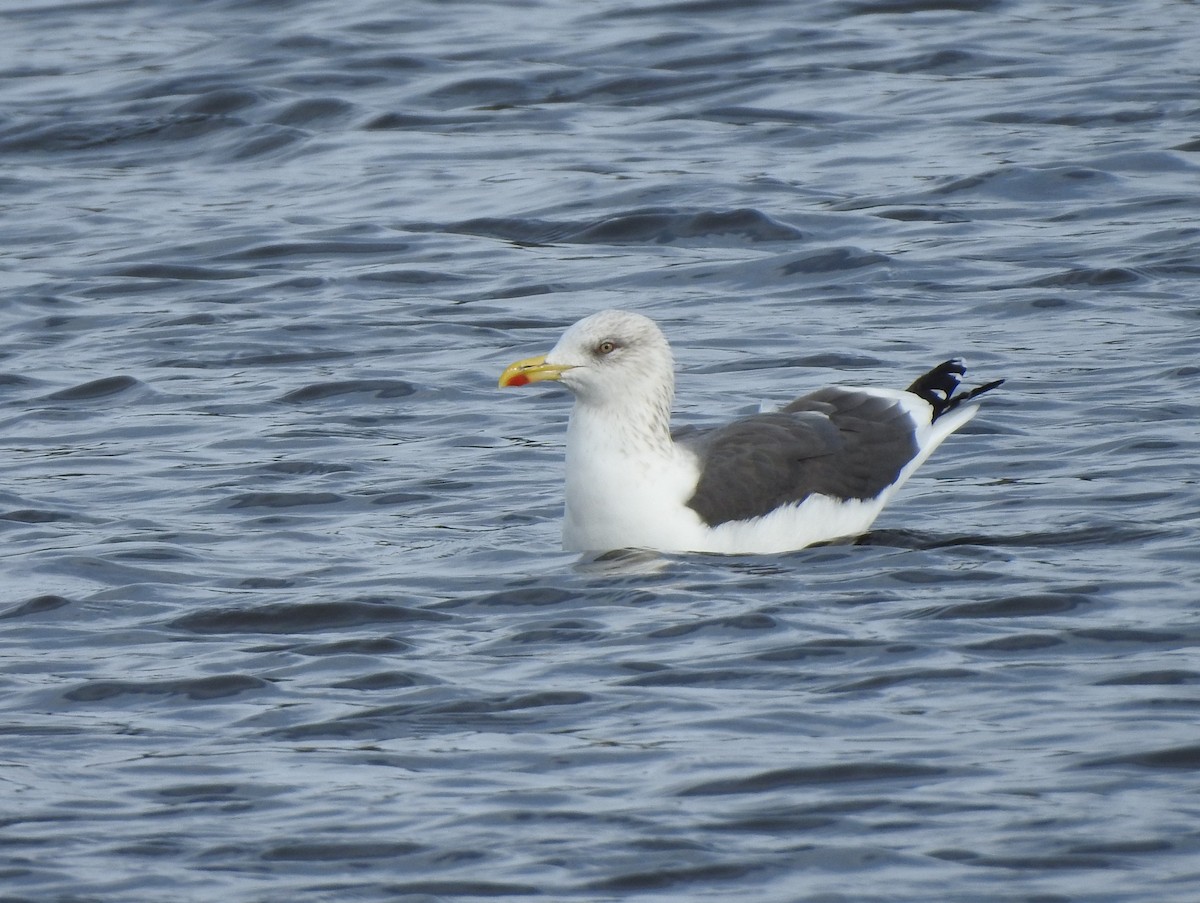 Lesser Black-backed Gull - ML518256471