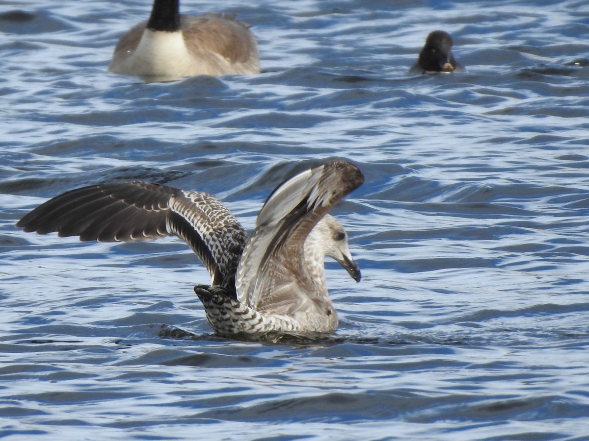 Lesser Black-backed Gull - ML518256511