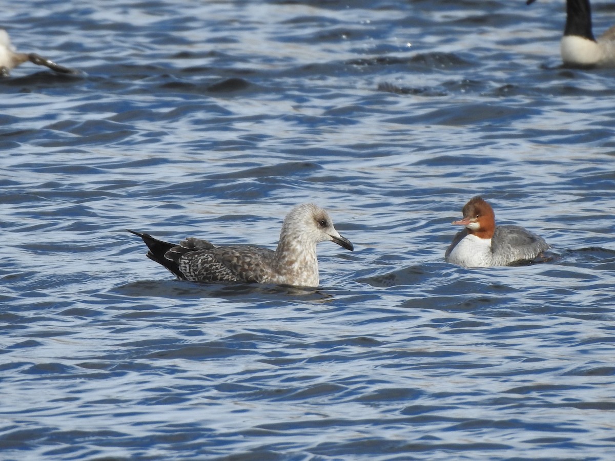 Lesser Black-backed Gull - ML518256651