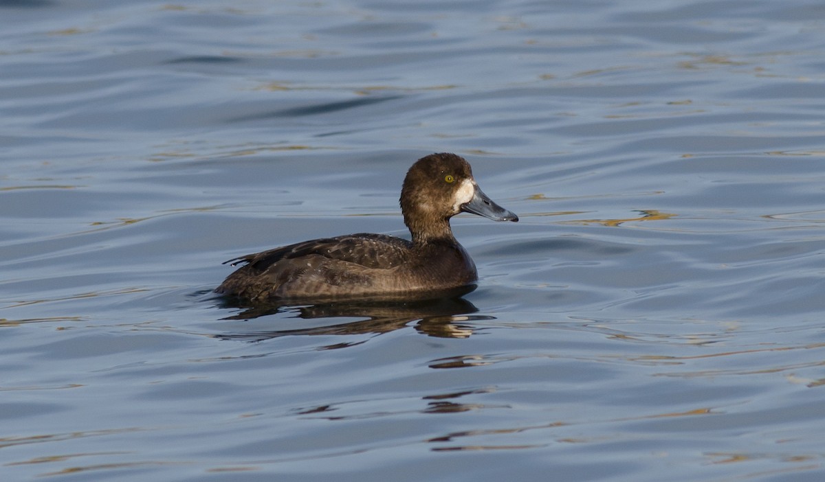 Greater Scaup - Alix d'Entremont