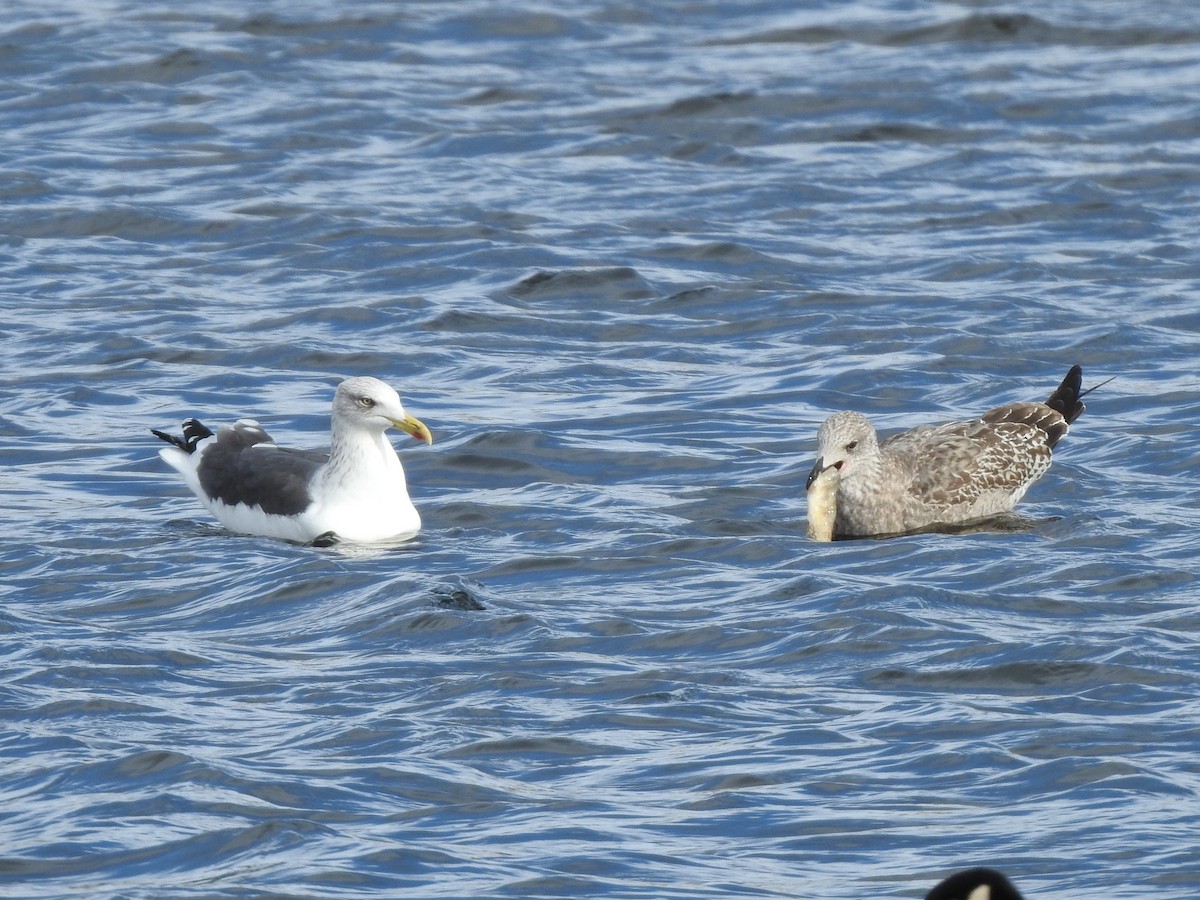 Lesser Black-backed Gull - ML518256711