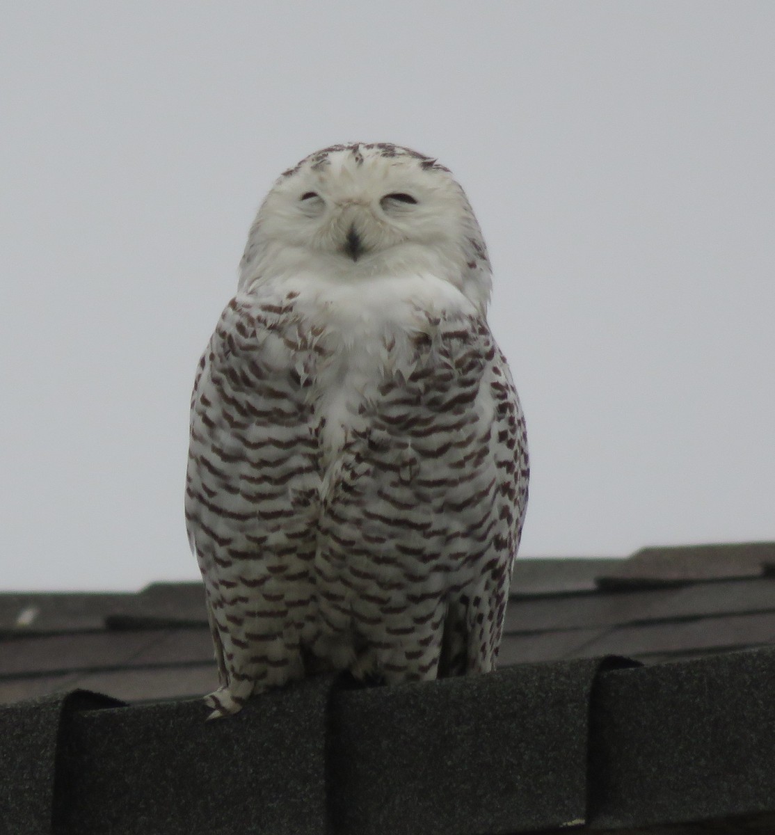 Snowy Owl - ML518256881