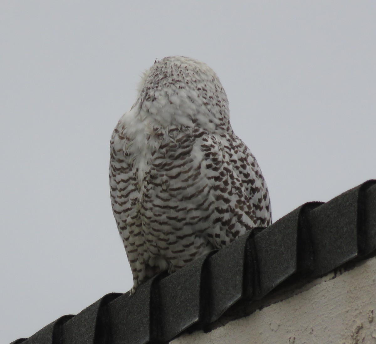 Snowy Owl - ML518257131