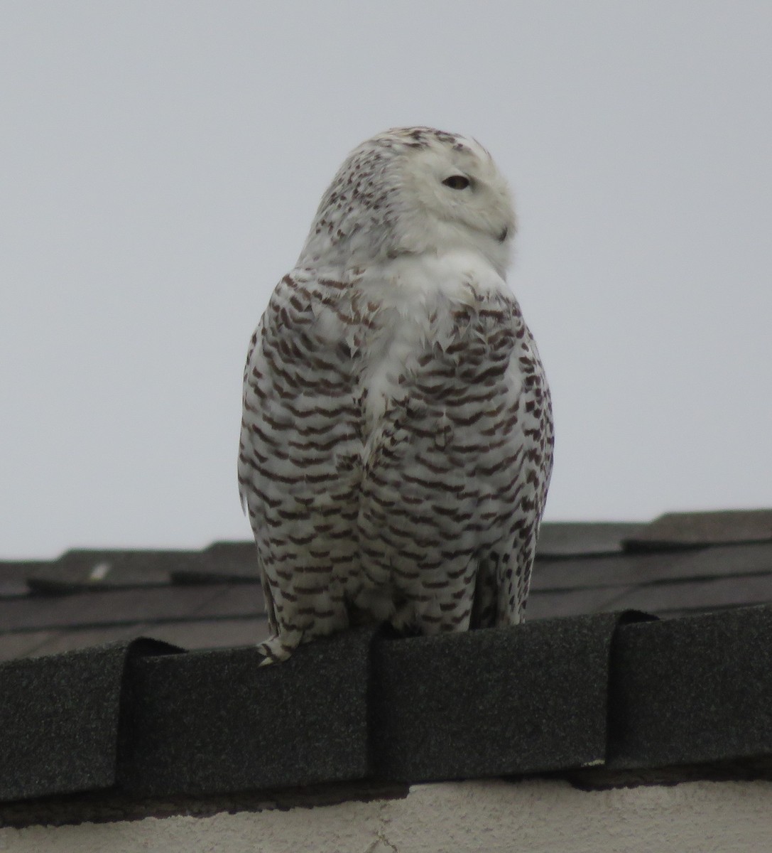 Snowy Owl - ML518257211