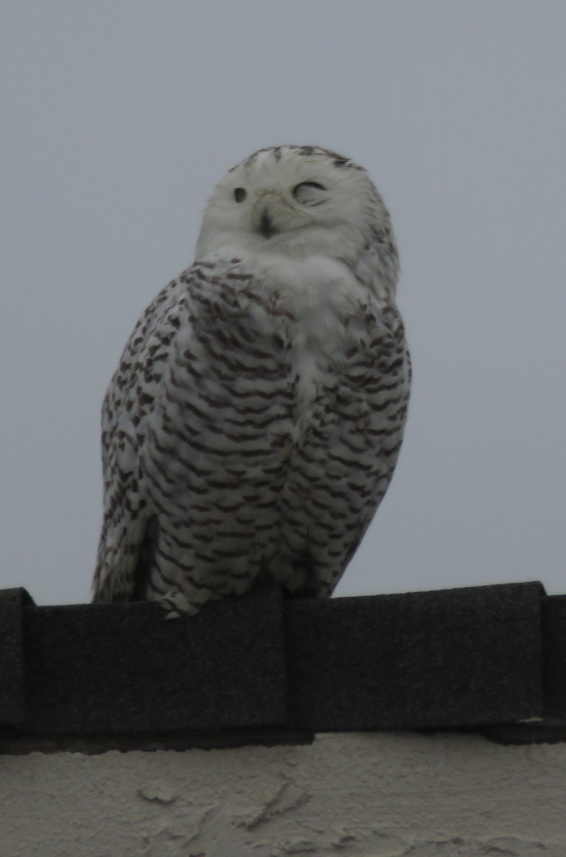 Snowy Owl - ML518257261