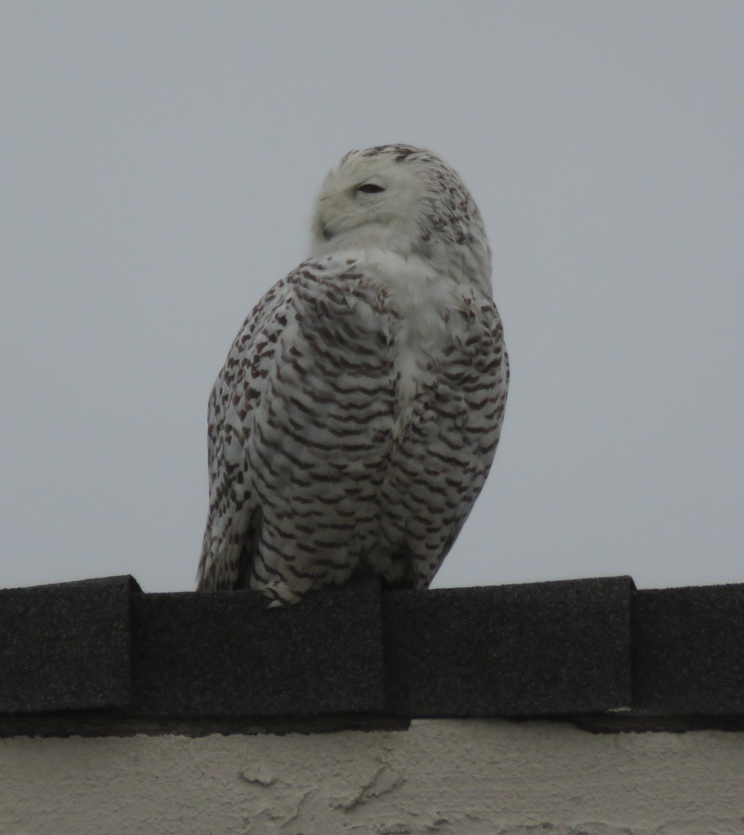 Snowy Owl - ML518257371