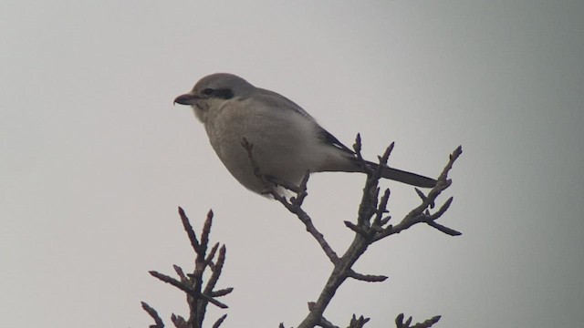 Northern Shrike - ML518257481