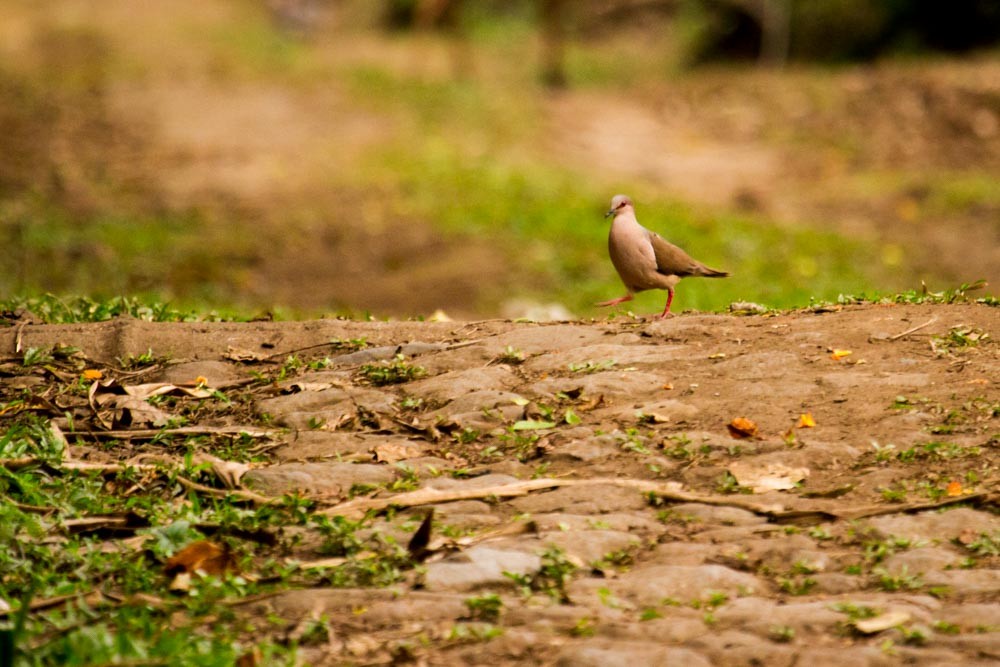 White-tipped Dove - ML518257901