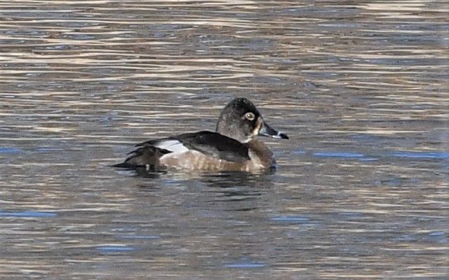 Ring-necked Duck - ML518260051