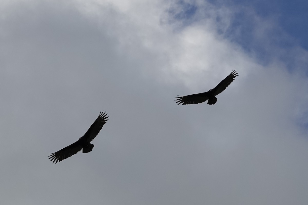 Turkey Vulture - ML518260391