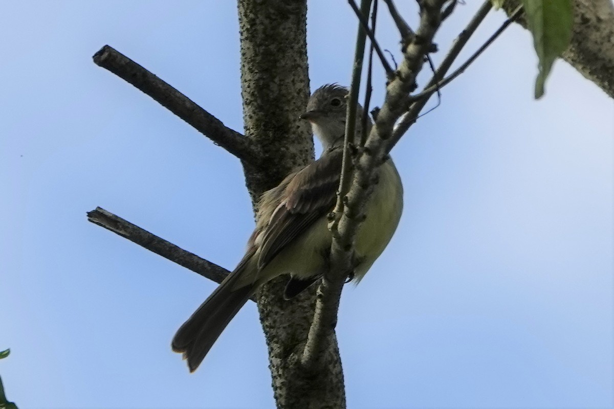 Élénie à ventre jaune - ML518260501