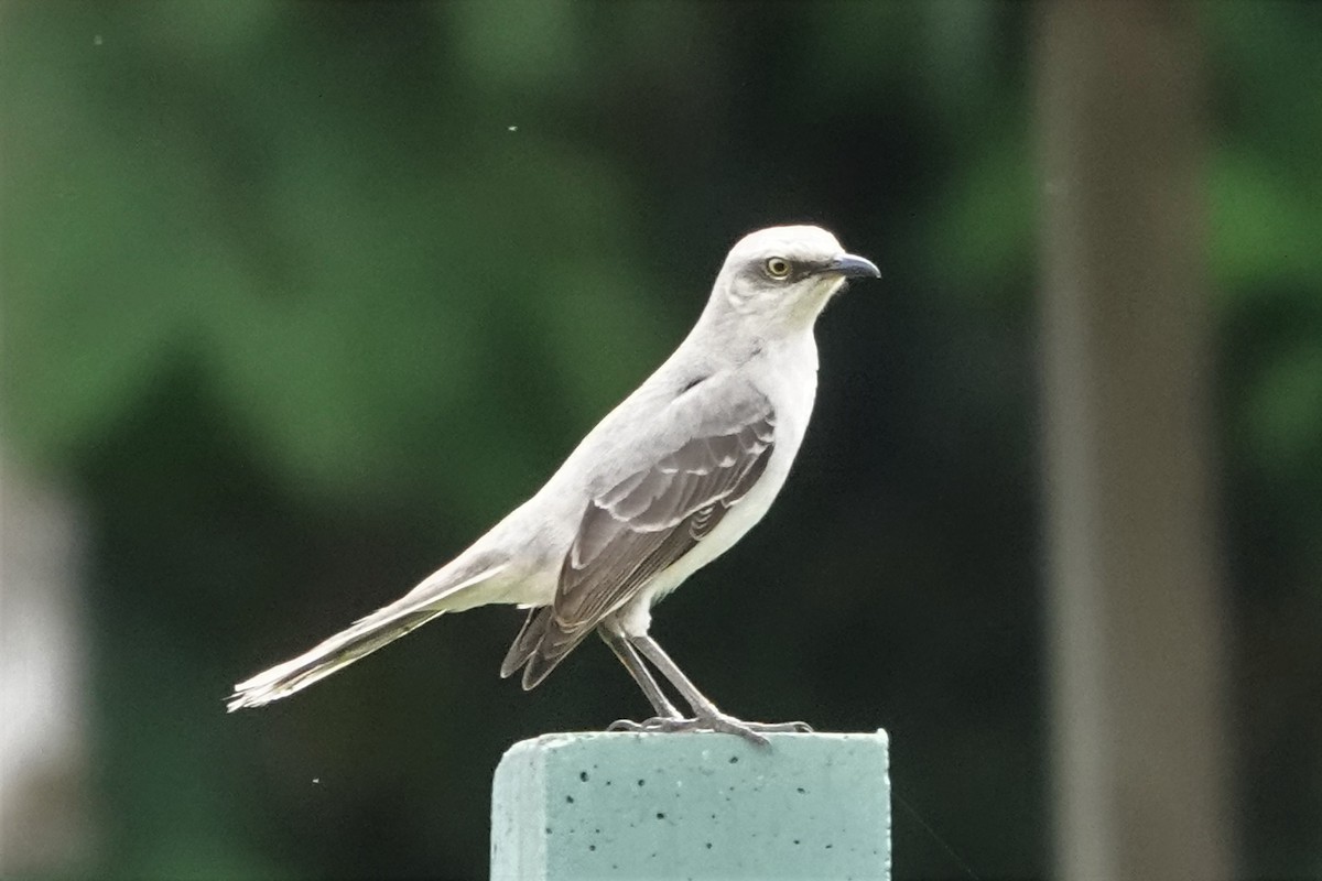 Tropical Mockingbird - ML518260671