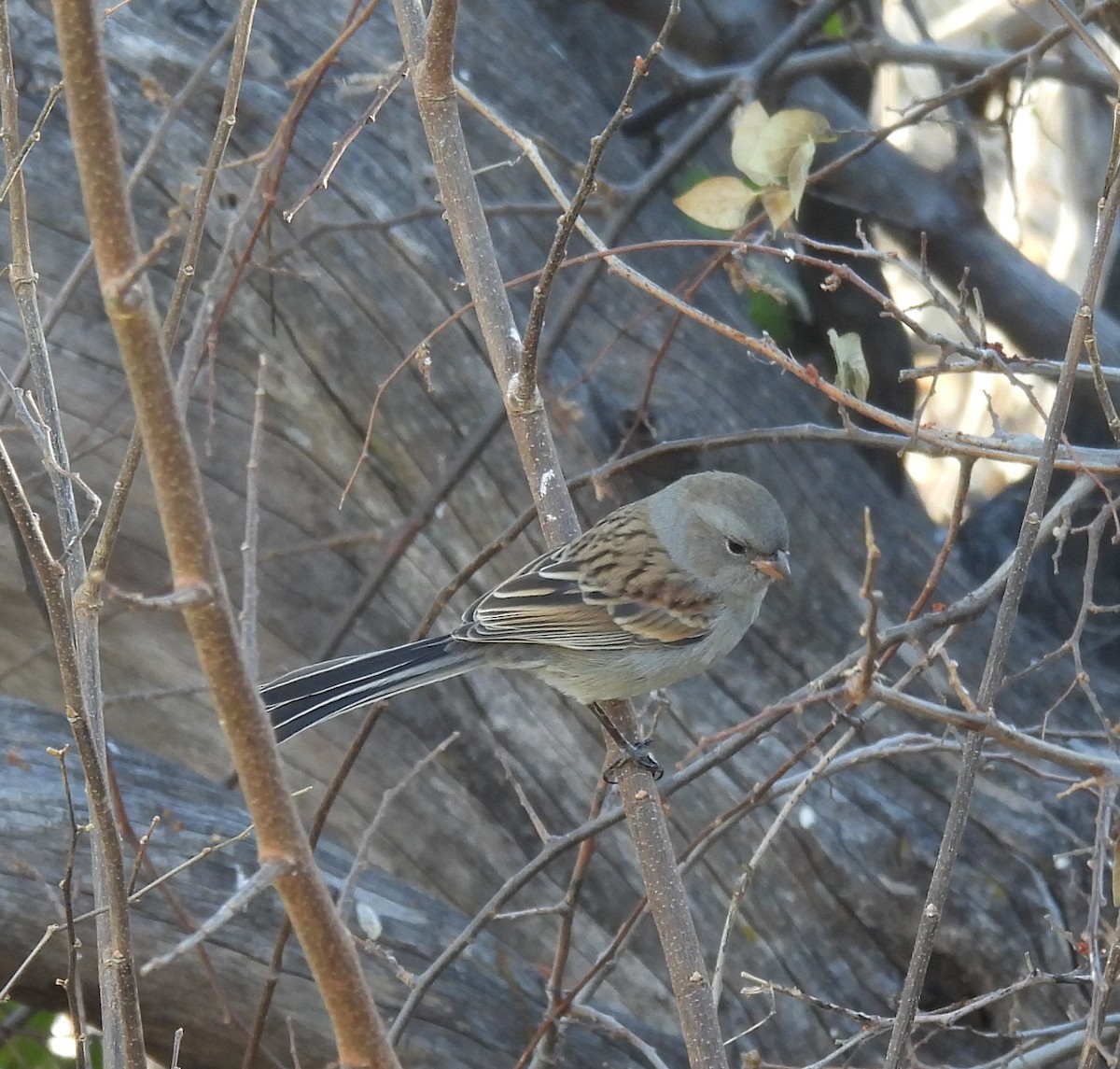 Black-chinned Sparrow - ML518261271