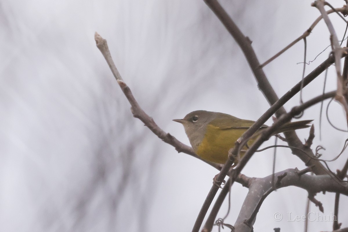 MacGillivray's Warbler - ML518261651