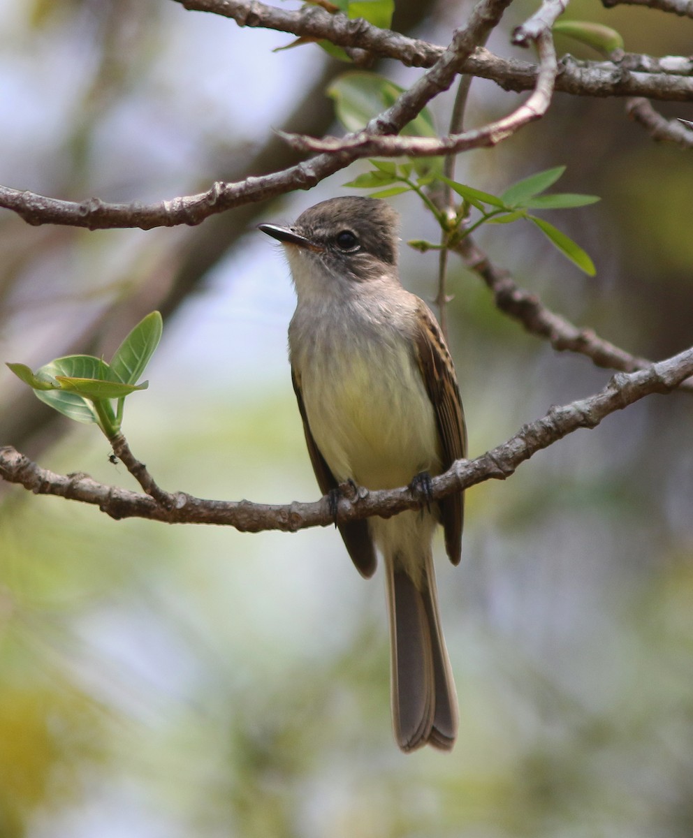 Flammulated Flycatcher - ML518261681