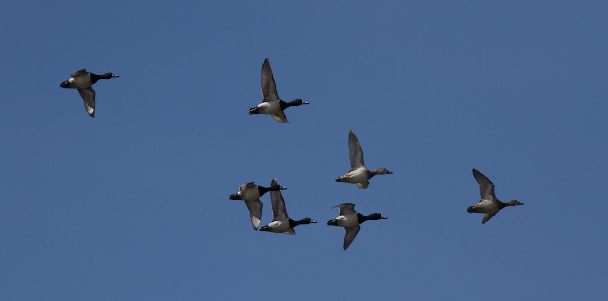 Ring-necked Duck - ML51826181