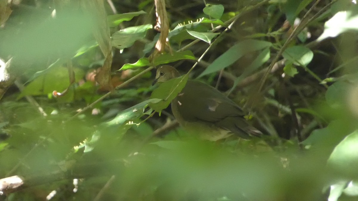 Gray-chested Dove - ML518262441