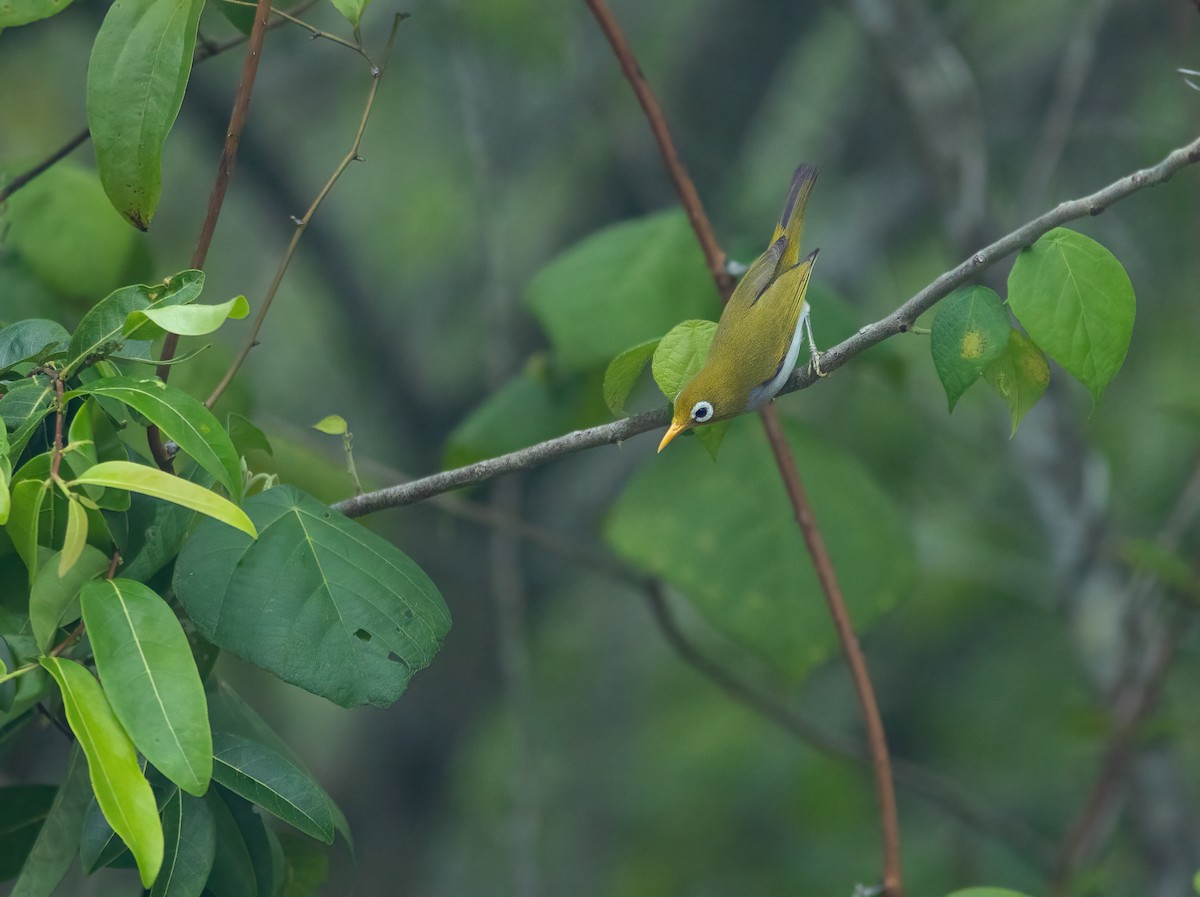 Wangi-wangi White-eye - Simon Mitchell