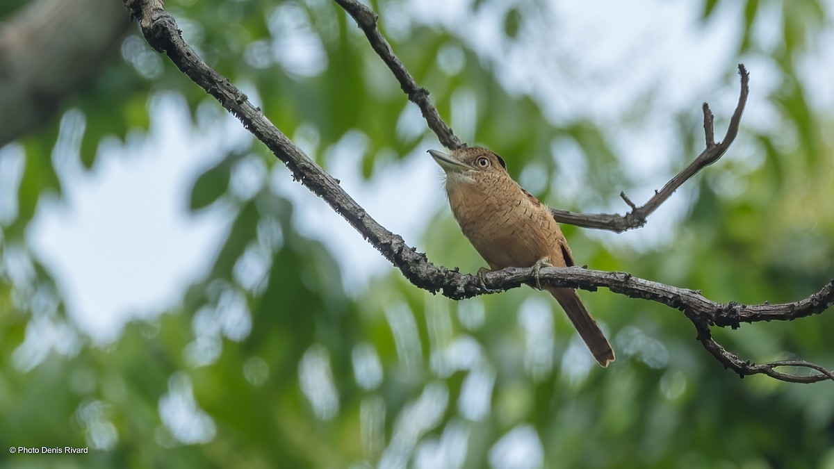 Barred Puffbird - ML518264951