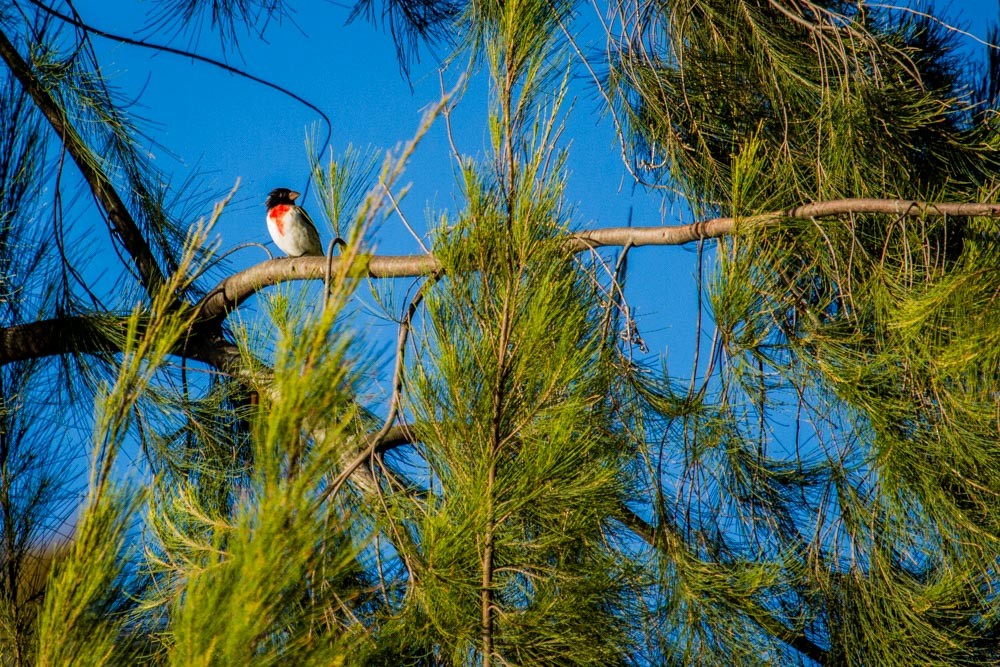 Rose-breasted Grosbeak - ML518265131