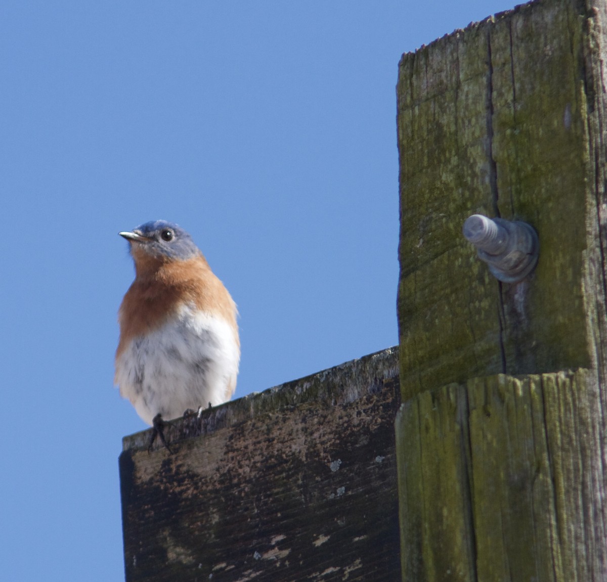 Eastern Bluebird - Holly Merker