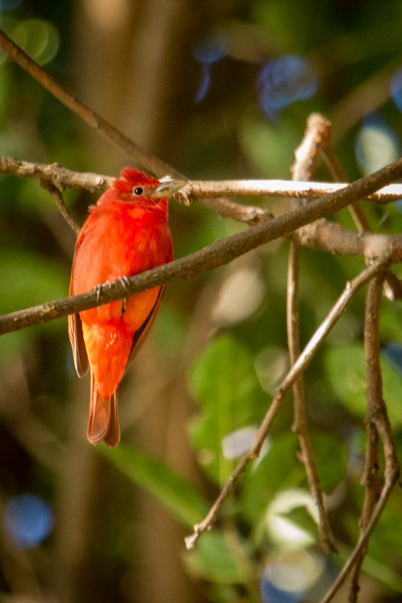 Summer Tanager - ML518265401