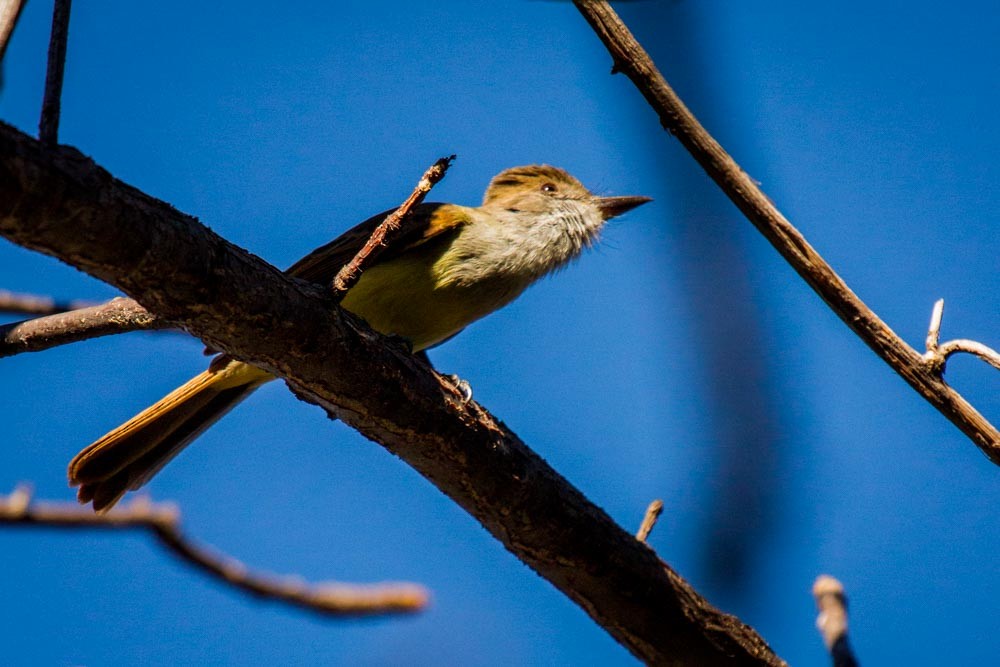 Brown-crested Flycatcher - ML518266251