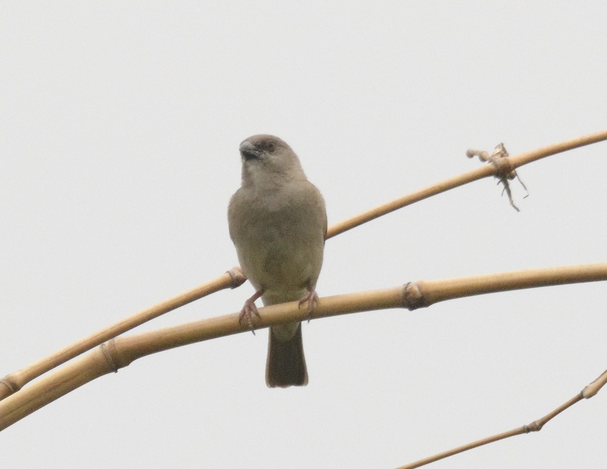 Northern Gray-headed Sparrow - FELIX-MARIE AFFA'A