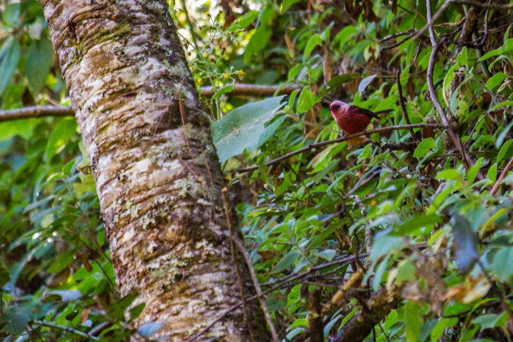 Pink-headed Warbler - Roland Kilcher