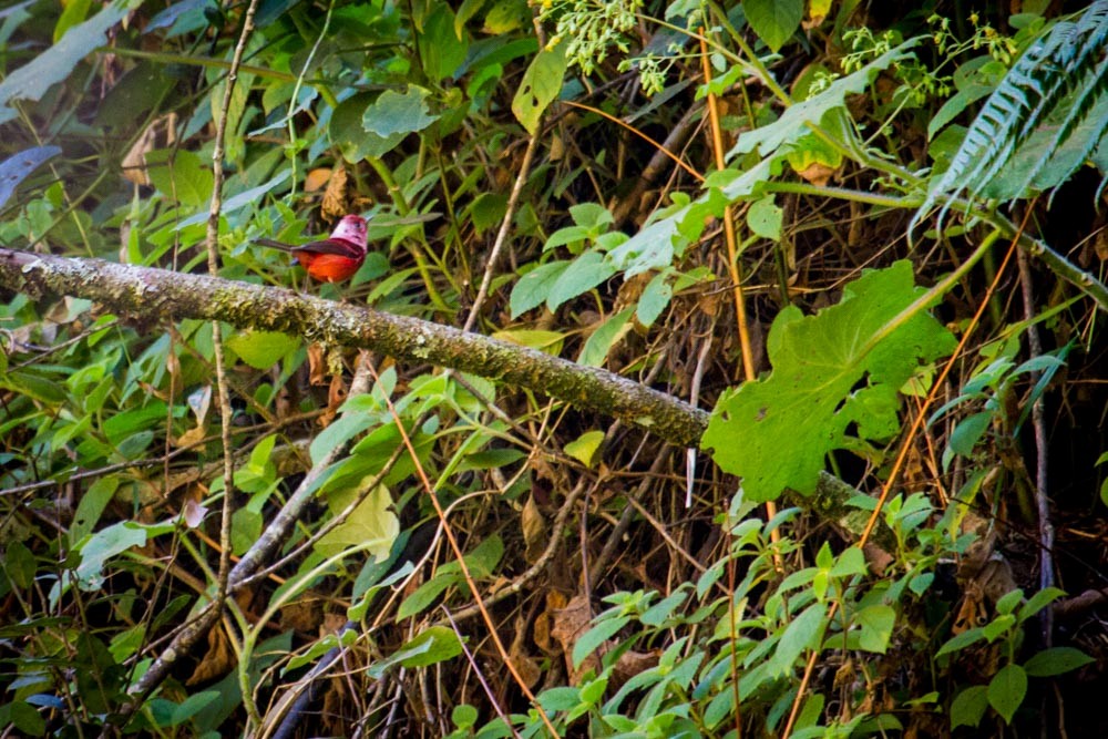 Pink-headed Warbler - Roland Kilcher