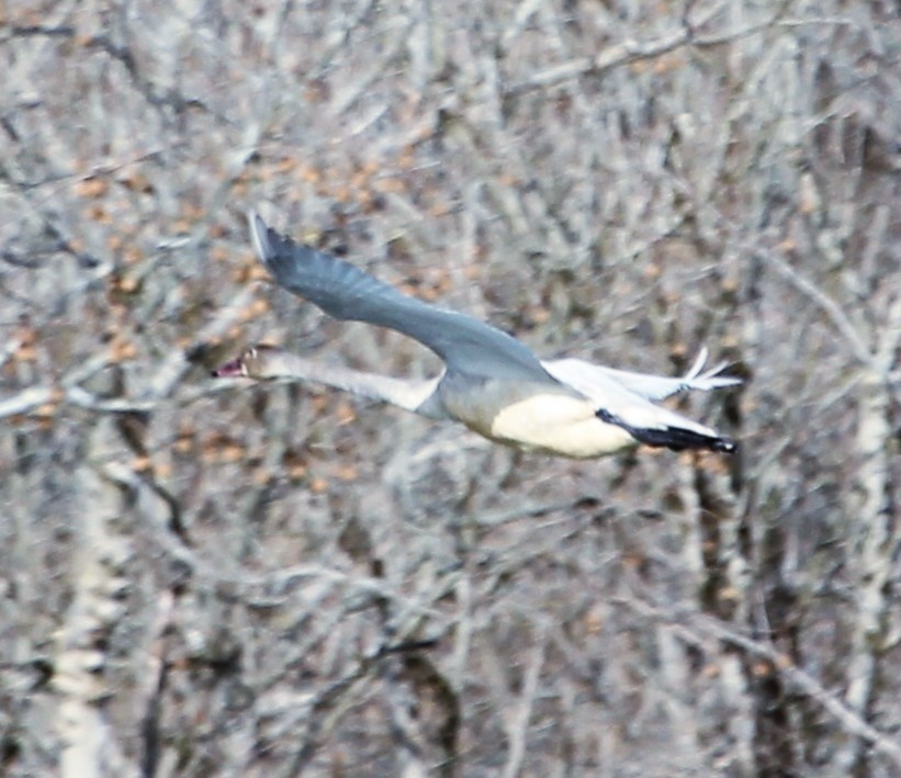 Tundra Swan - John Flannigan