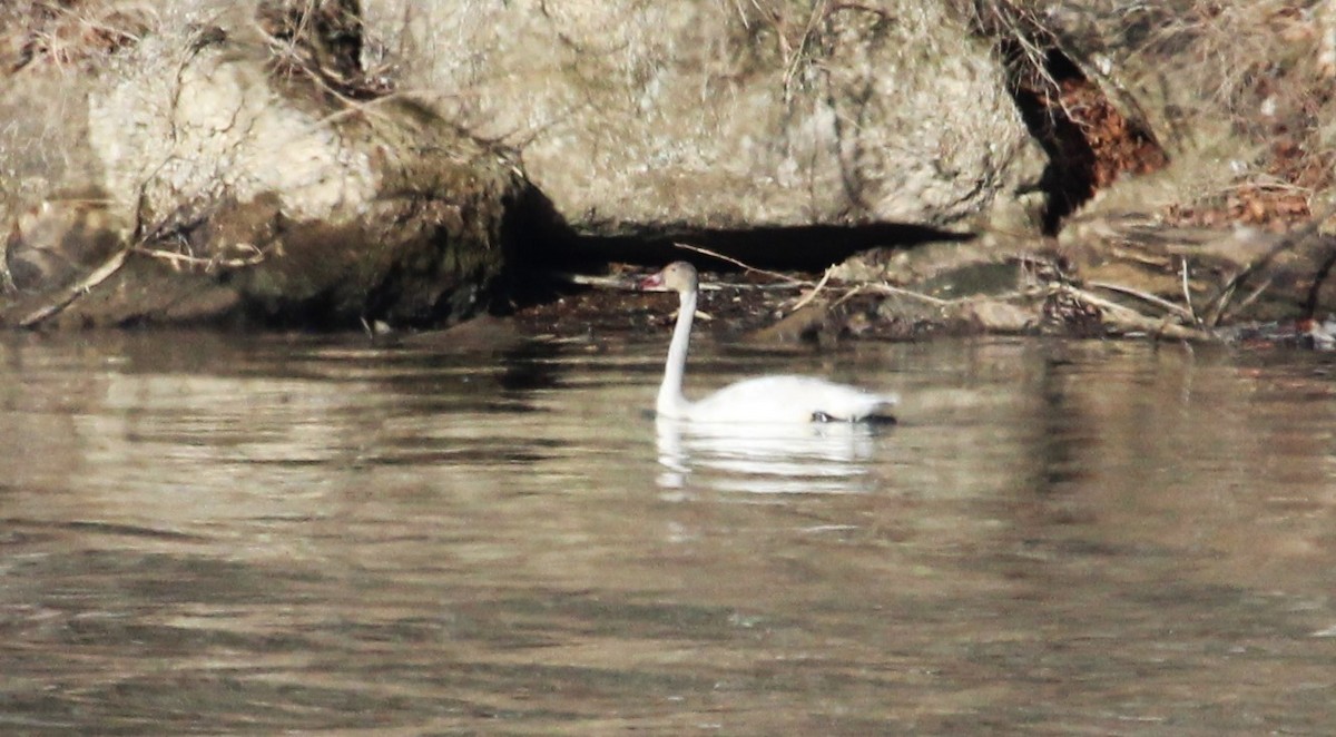 Tundra Swan - ML518267991